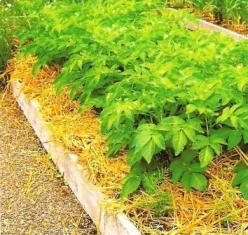 Straw Mulch